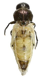 Microcastalia globithorax, PL3776, male, reared adult, from Choretrum glomeratum stem, incompletely eclosed, SE, 12.6 × 4.0 mm